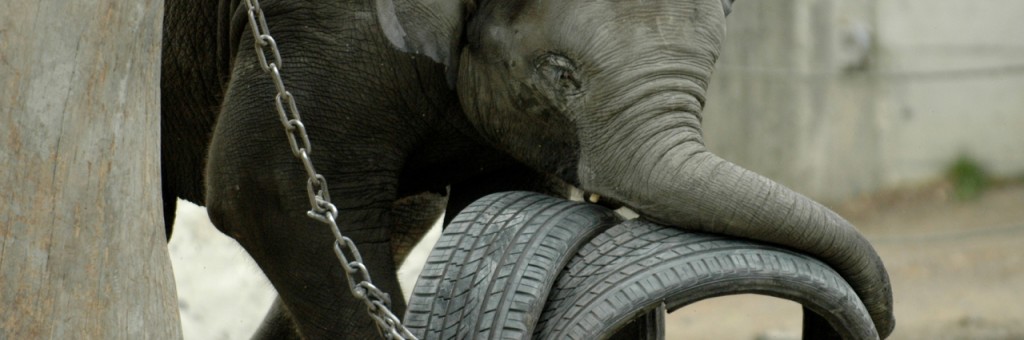 Elefant (Dominik Moser)