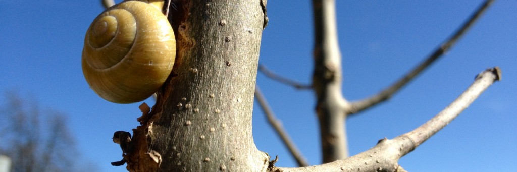 Schnecke (Dominik Moser)